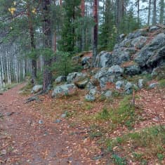 Polku kiertää Hoikanlampea.