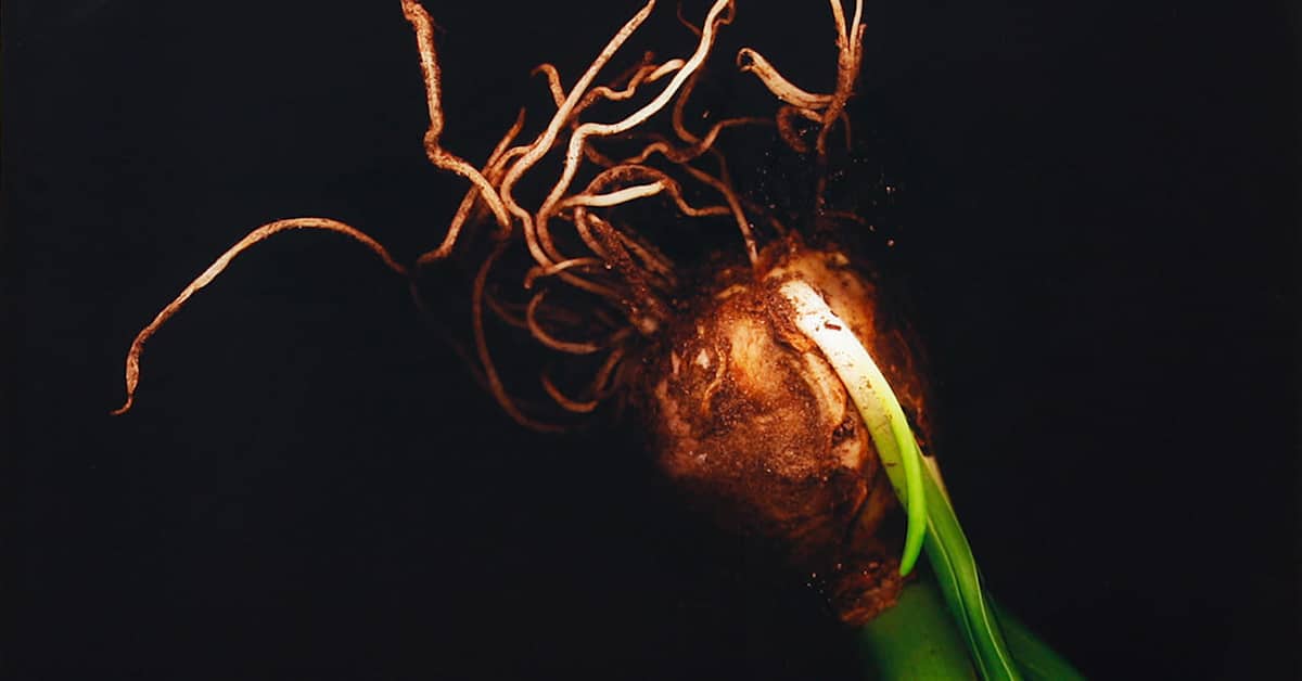 Hämeenlinnan taidemuseo julkisti 75-juhlavuoden ohjelman