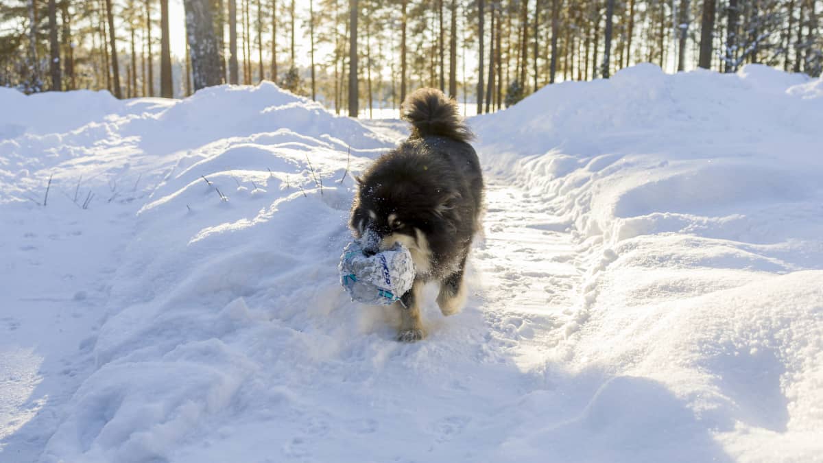 Suomenlapinkoira Onni hakee palloa lumihangessa.