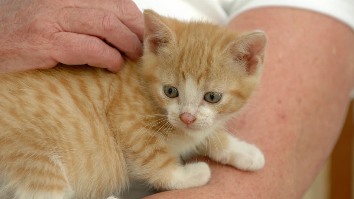 Kissojen luovutusikä nousi 14 viikkoon - myöhäisempi vieroittaminen  vähentää käytöshäiriöitä