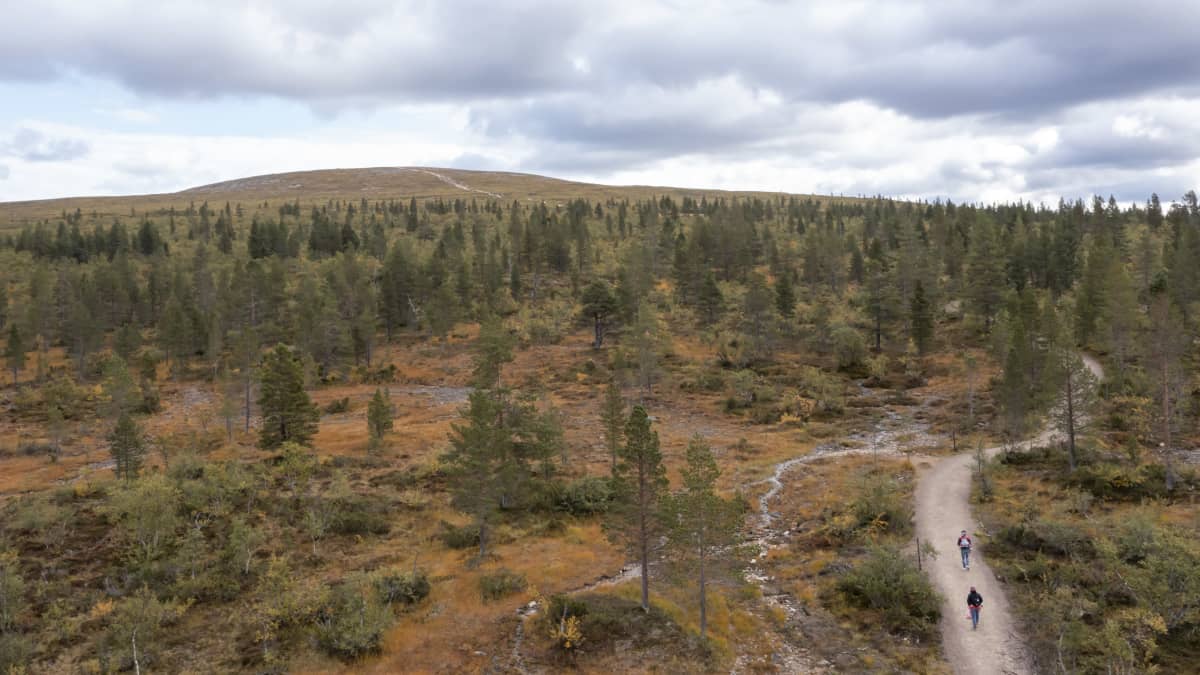 Urho Kekkosen kansallispuiston Kiiruna-polulla riitti kulkijaa elokuun lopussakin