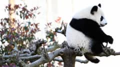 Panda aistuu puun oksalla.