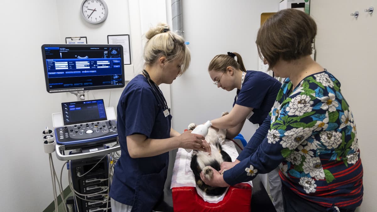 läinlääkäri Elina Soininen, klinikkaeläinhoitajaksi opiskeleva Oona Laitinen sekä Karoliina Nyyssönen suorittavat ultraääni kuvausta Minni koiralle.