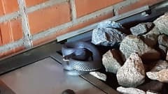 Rantakäärme tiiliseinän ja kiuaskivien välissä.