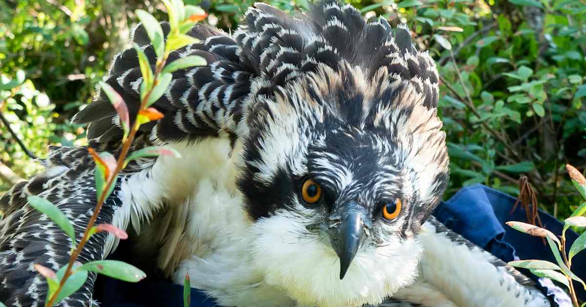 WWF:n suosittu sääksikamera on jälleen auki