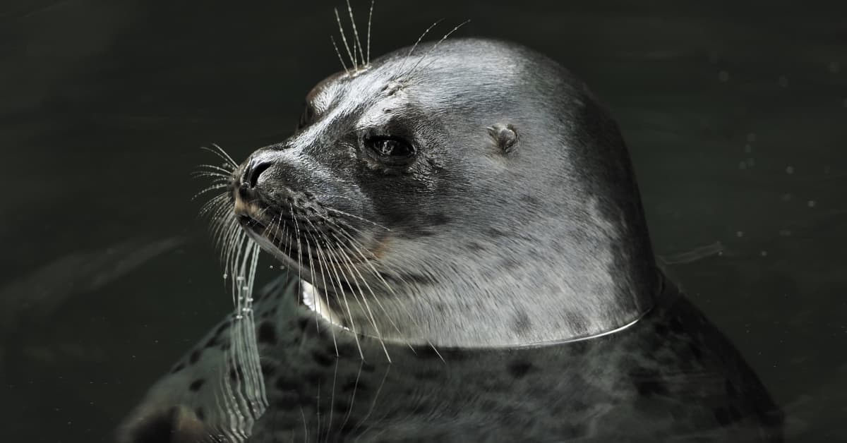 WWF calls on Finland to halve seal hunting quota