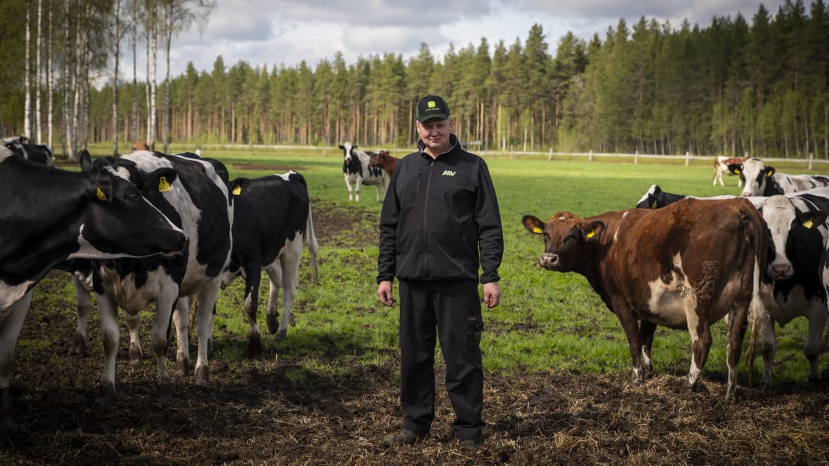 Viljelijä Tuomo Latvala seisoo lehmiensä keskellä pelloillaan.
