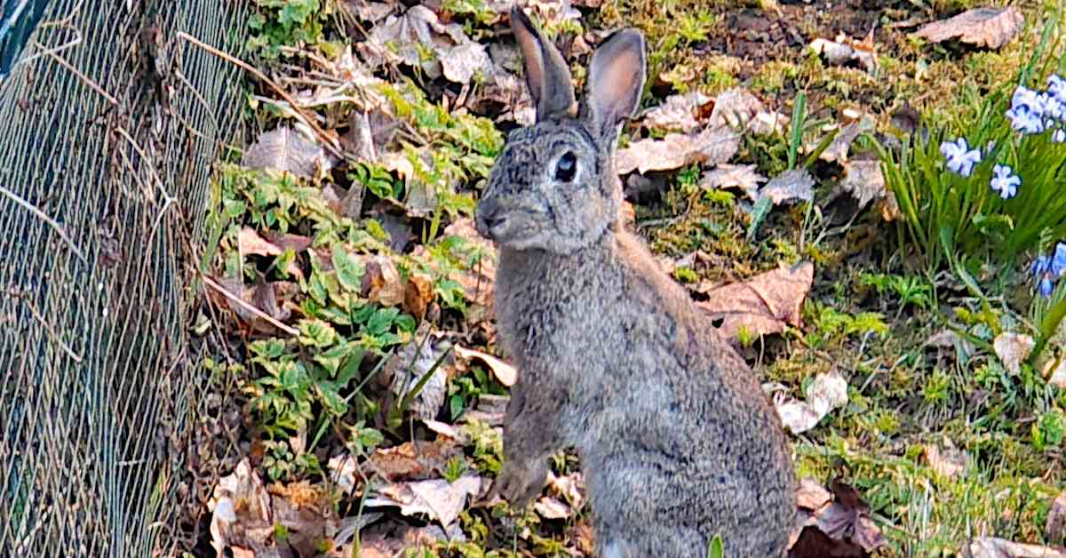 Citykanin nousu ja tuho: Helsingin puistot parturoinut vieraslaji pakenee nyt naapurikuntiin