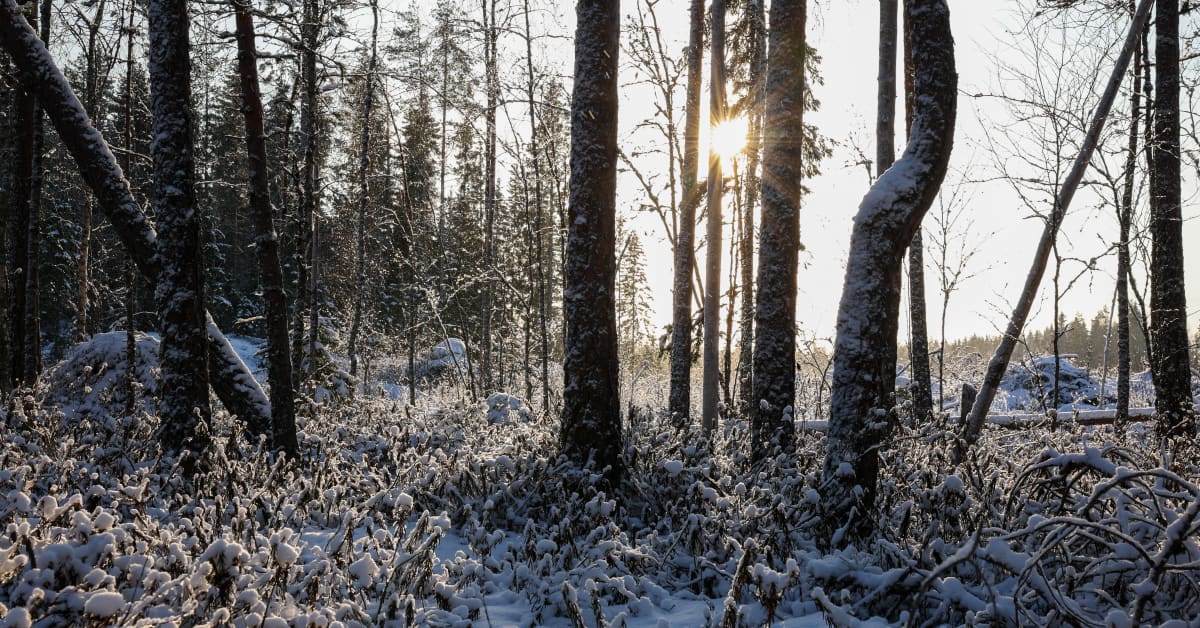 yle.fi