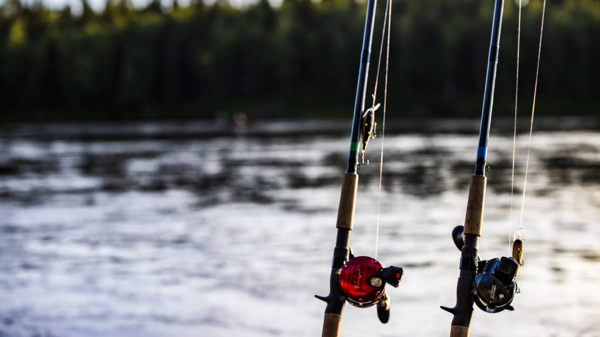 Vapaa-ajan kalastajat: Merestä uistimella saatu lohi maksaa yli tuhat euroa  | Yle Uutiset