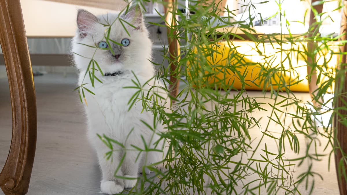 Narsissit ovat myrkkyä kissalle – nämä neljä muuta kasvia kannattaa jättää  ostamatta kissatalouteen | Yle Uutiset