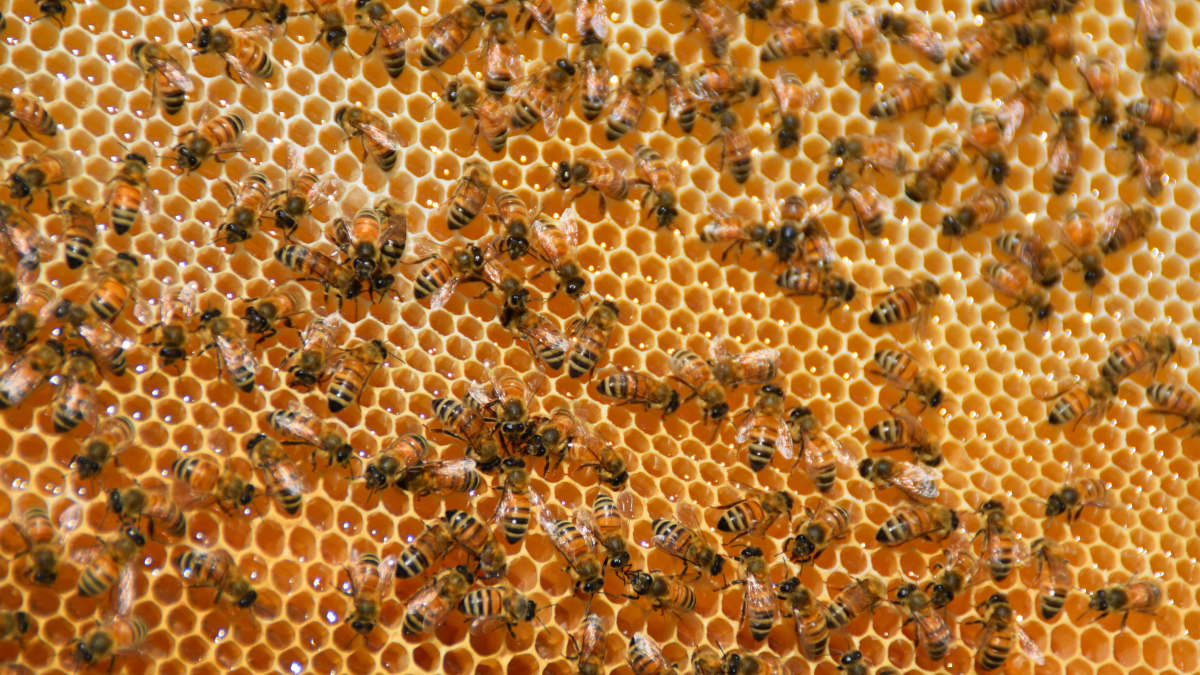 Bin på en vaxkaka med honung i. 