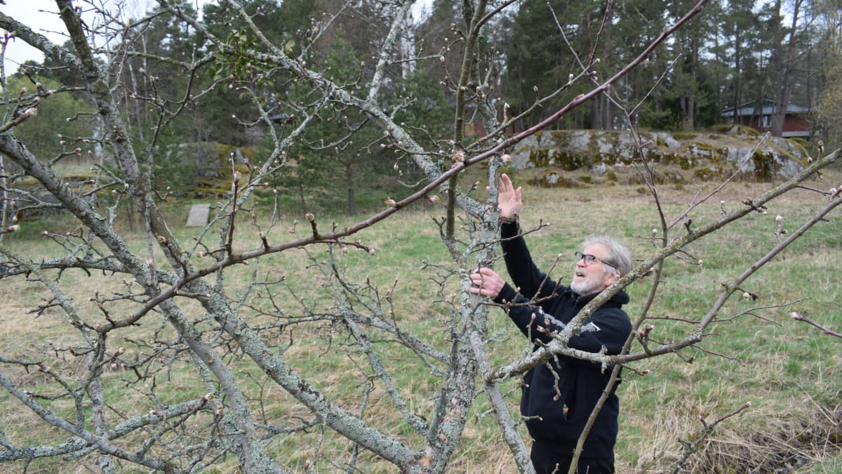 Puutarhaneuvos Arno Kasvi näyttää misteliä omenapuun oksalla.