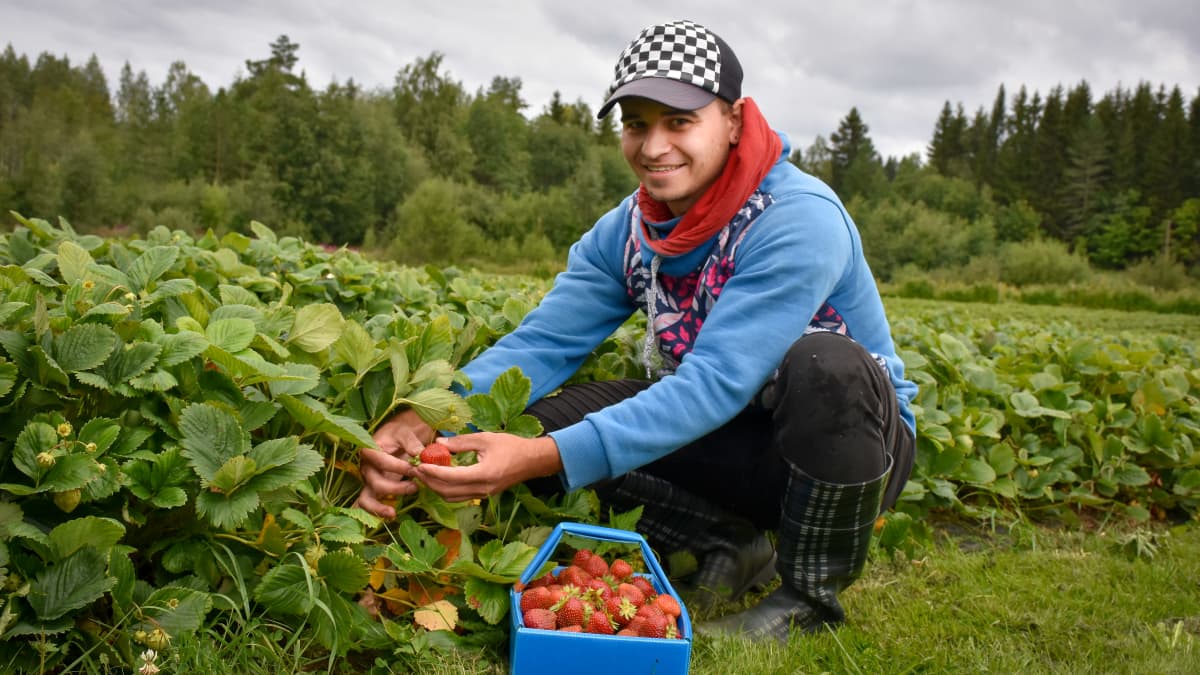ukrainalainen Jevheni poimii mansikoita Savossa