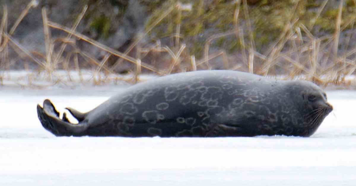 Saimaalta löytyi pyydykseen hukkunut saimaannorppa – kuudes tänä vuonna