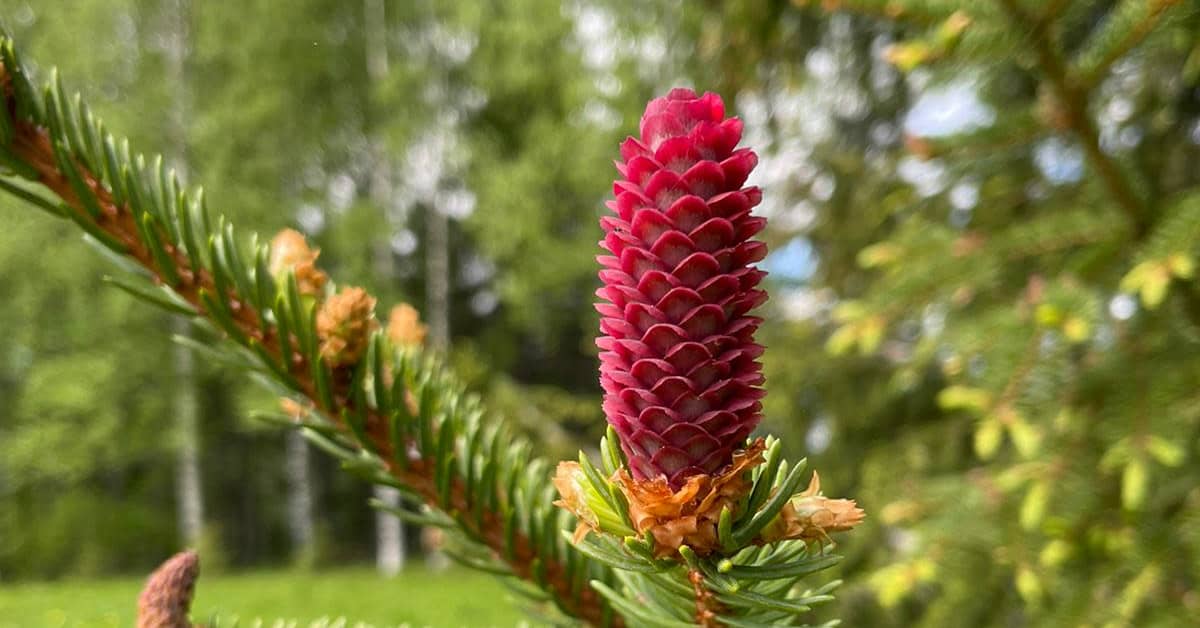 Kuusen kukinta on nyt harvinaisen runsasta ja värikästä | Yle