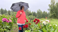 Kuvassa kokkolalainen Tuija Peuraharju seisoo daalipellolla sateenvarjon alla. 