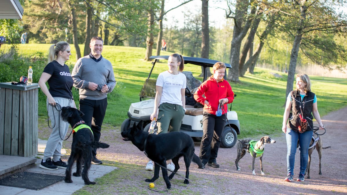 Koiria omistajineen golfkentällä Ruissalossa.
