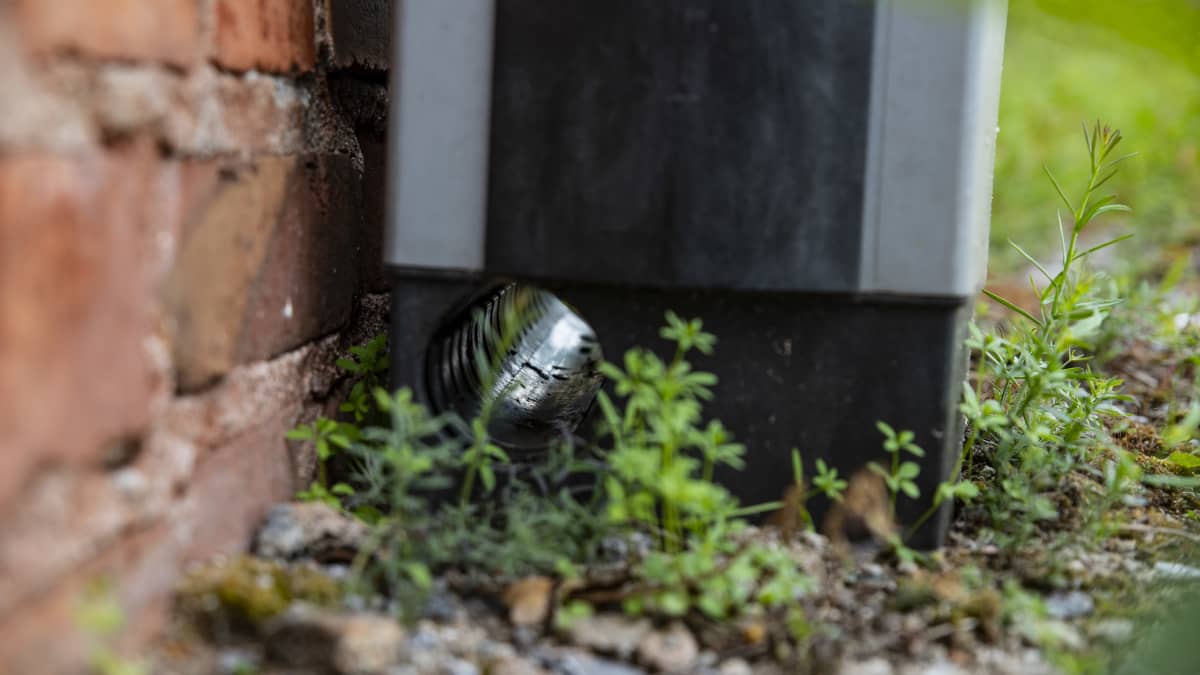 Vaasa jatkaa rottien loukuttamista – ilmoitettujen rottahavaintojen ...