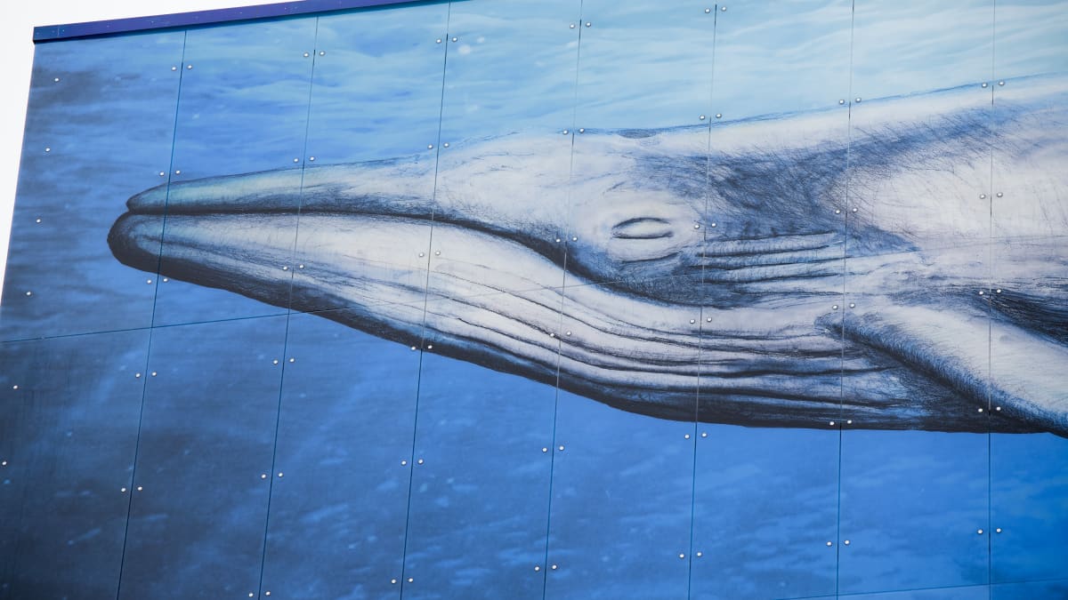Mauri Kososen Big Blue-teoksen valas