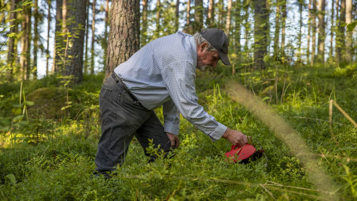 Antero Rantalainen kyyristyneenä mustikanpoimintaan metsässä, kädessään poimuri.