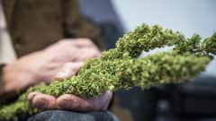 hannu Hyvönen pitää Kannabis-kasvia kädessään käräjäoikeus salin edessä.