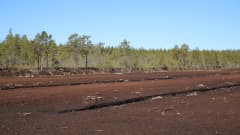 Turvetuotantoalue Jalasjärvellä. Soista metsää takana.