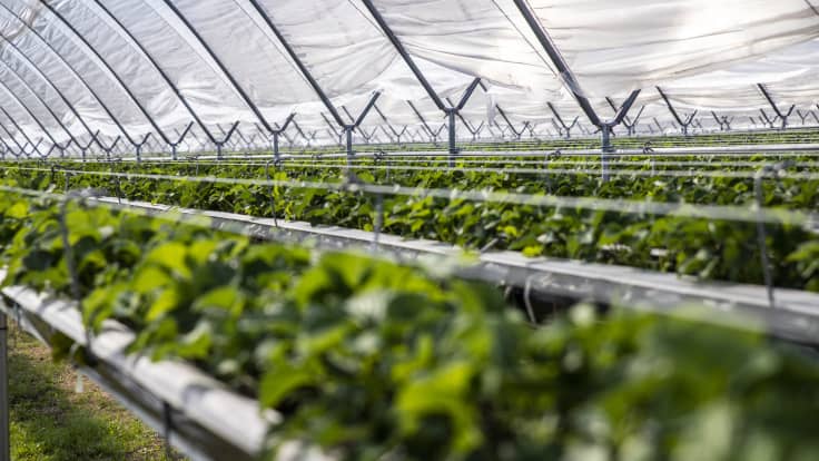 Mansikantaimia kasvamassa Suonenjoella kasvatustunnelissa.