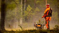 Metsästysvaatteisiin pukeutunut metsästäjä ja liiviin puettu koira