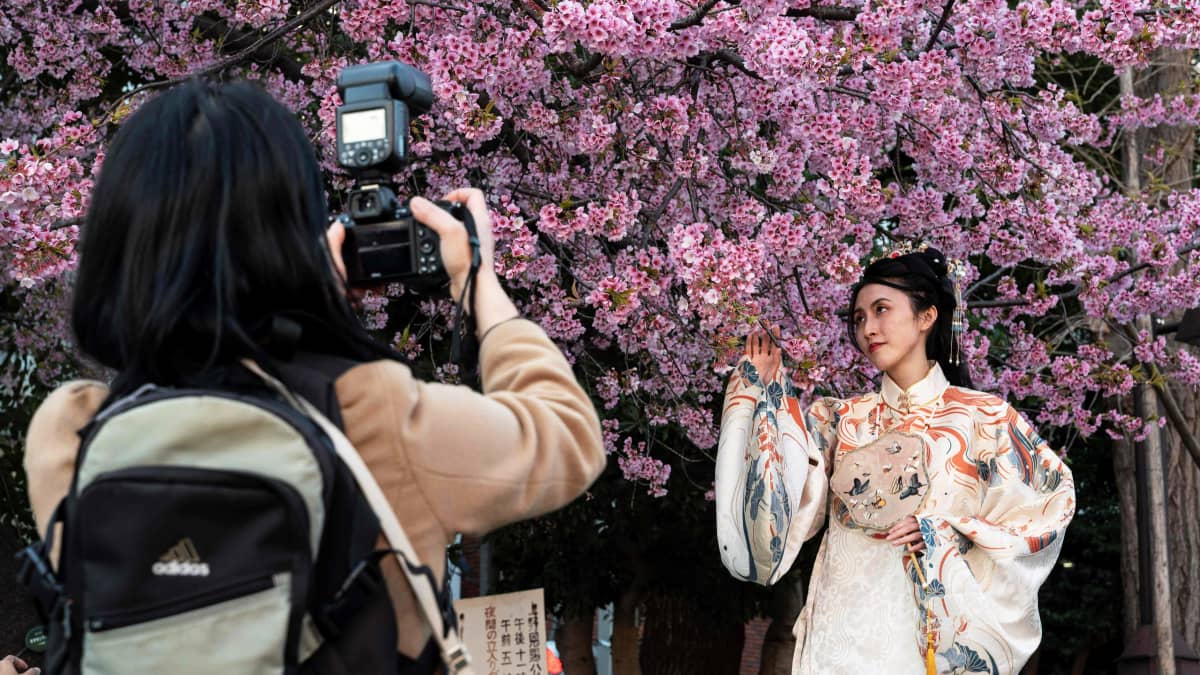 Nainen poseeraa valokuvaajalle kirsikkapuun alla Ueno Parkissa Tokiossa.