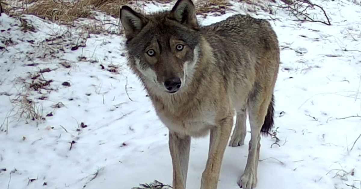 Skogens djur i Bromarv får en egen bok | Västnyland | Svenska Yle