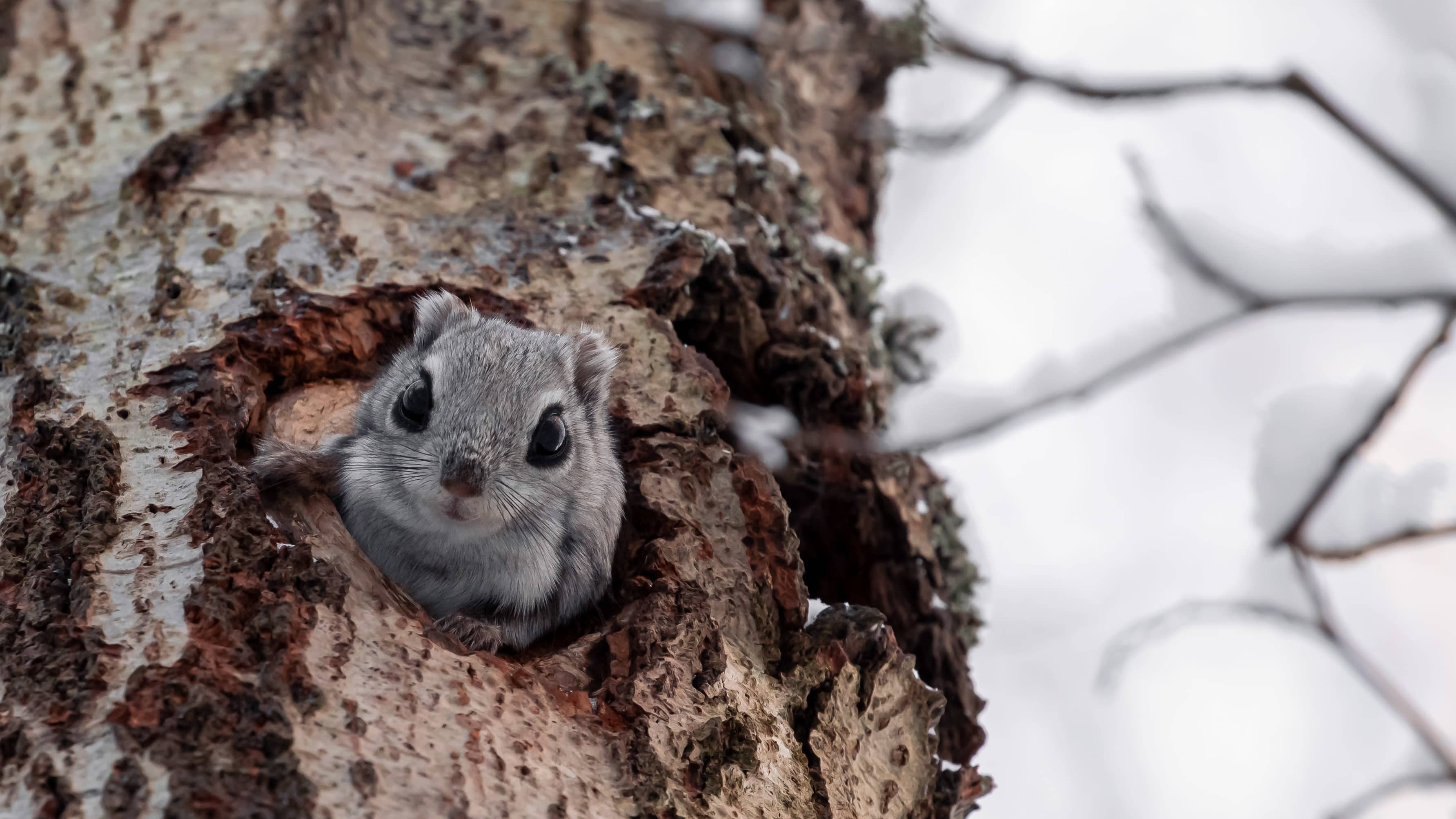 Liito-orava kurkistaa puun kolosta.