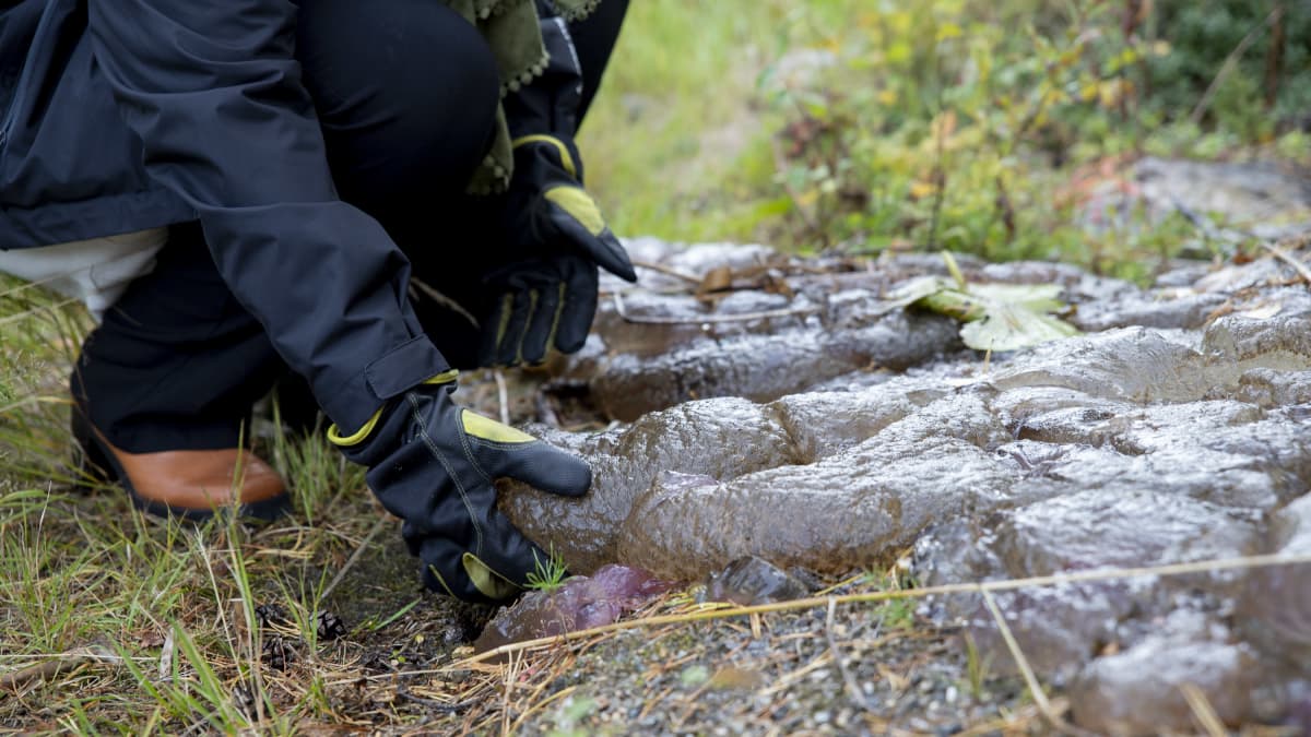 Sammaleläintä maalla.