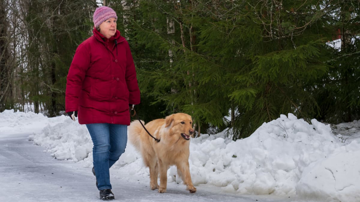 Katariina Mäki, jalostusasiantuntija, ulkoiluttamassa koiraansa.