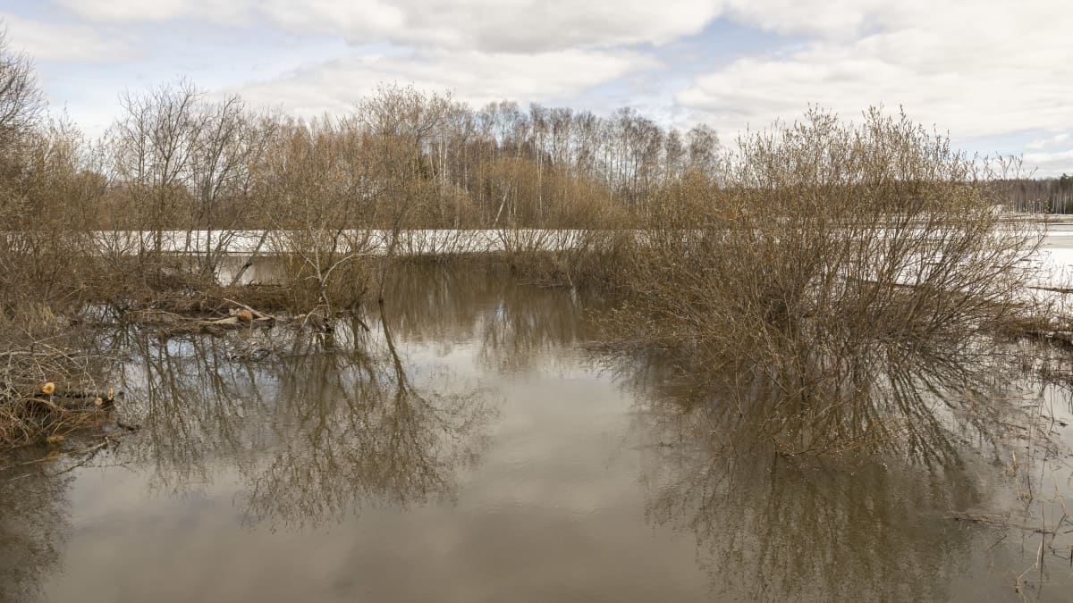 Tulva peltoa Tuusulan jokitiellä. Kuvattu 16,04,2022