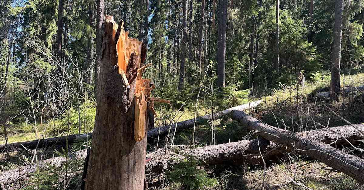 Tampere Begins Renovation of Ski Trails in Kauppi and Lamminpää