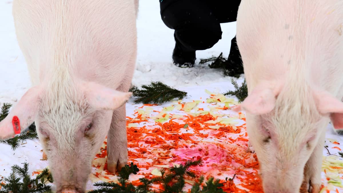 Elisa Aaltola silittää sikoja.