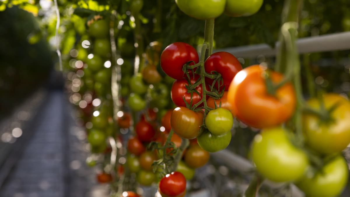 Tomaatteja kasvihuoneella. 