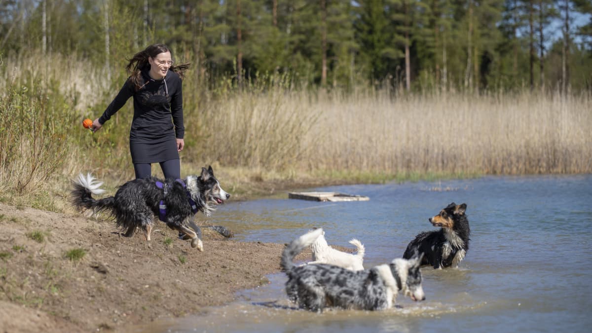 Tiina Kuusisto heittää veteen lelua neljälle koiralle.