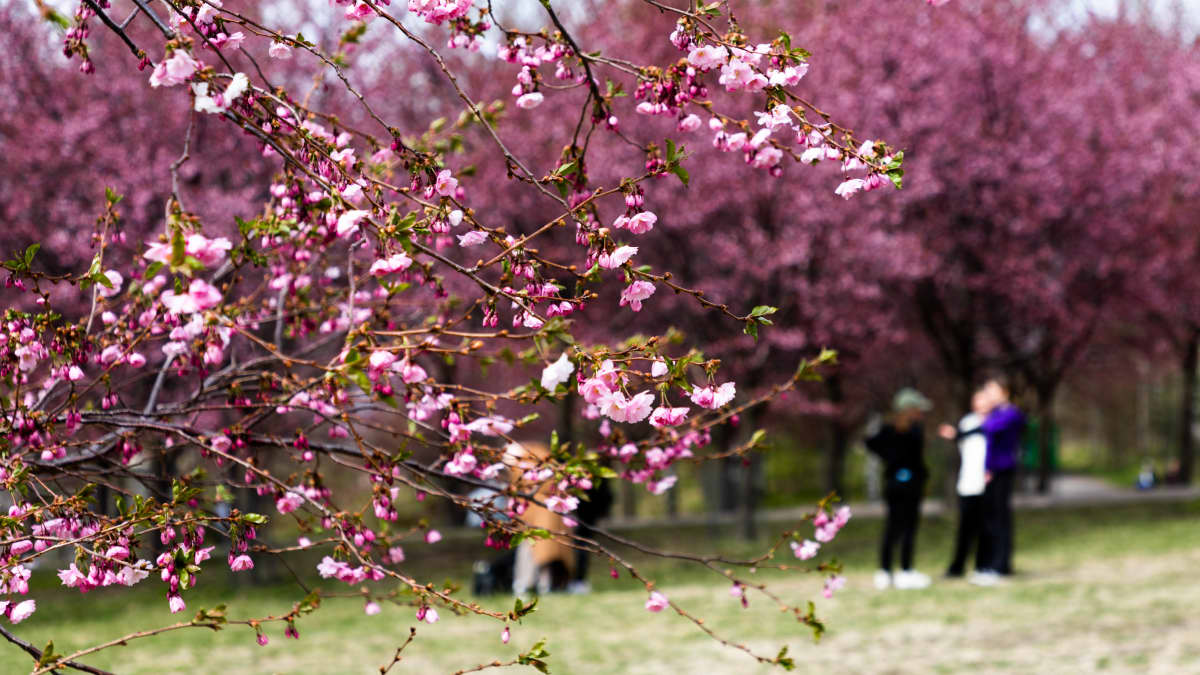 Roihuvuoren kirsikkapuistossa vaaleanpunaiset kukat kukkivat pikkuhiljaa. Taustalla näkyy ihmisiä kuvaamassa puita ja kukkia.