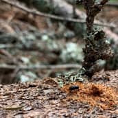 Kirjanpainajakuoriainen kaatuneen kuusen rungolla