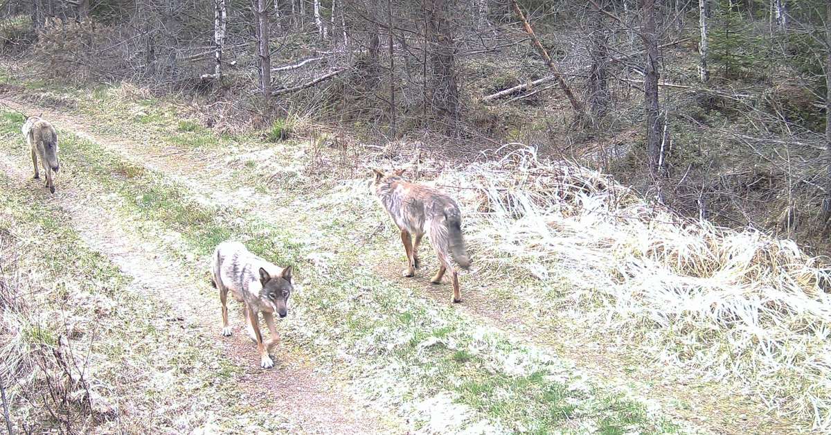 Finland plans to make it easier to shoot large predators - Vimarsana News