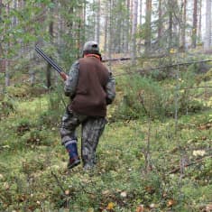 Maastoasuinen metsästäjä kävelee haulikko kädessä kamerasta poispäin harvassa sekametsässä.