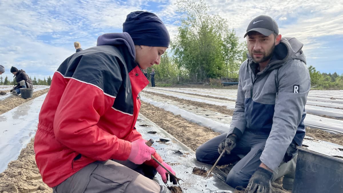 Kaksi ukrainalaista kausityöntekijää istuttaa mansikantaimia pellolla.