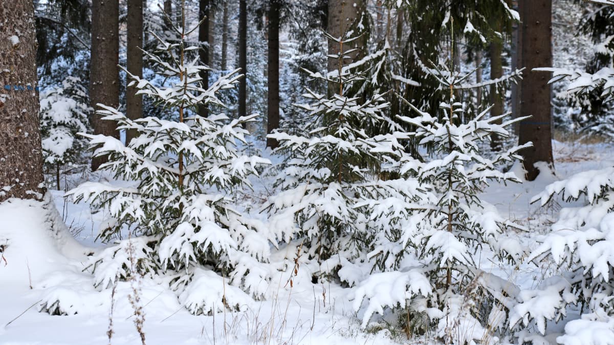 Lumisia metsäkuusia metsässä. 