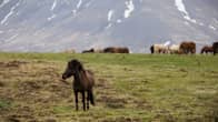 Islanninhevosia laitumella Islannissa.