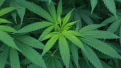 Kannabis-kasveja
