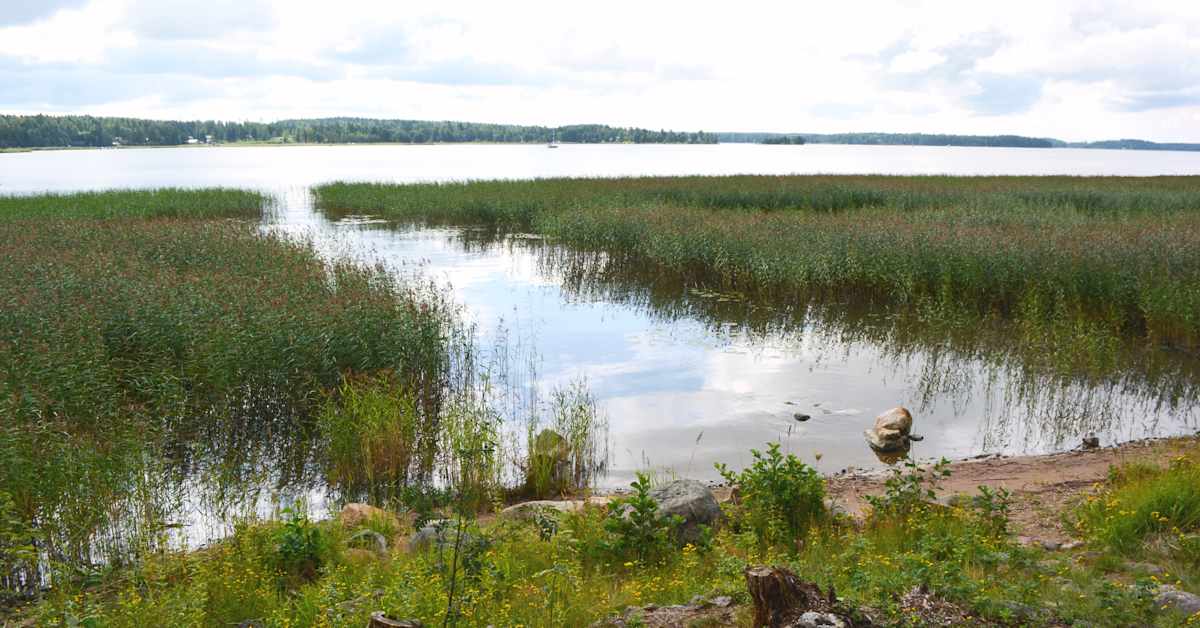 Det susar i säven och plaskar i vassen - gäddans förökning undersöks i ...
