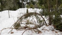 Puutarhan havupensasaidan varret ovat taipuneet mutkalle lumen alla.