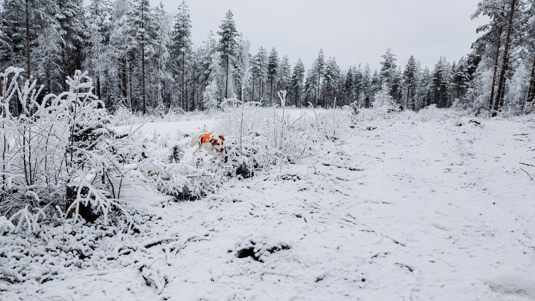 Smirre-koira lumisessa metsässä.
